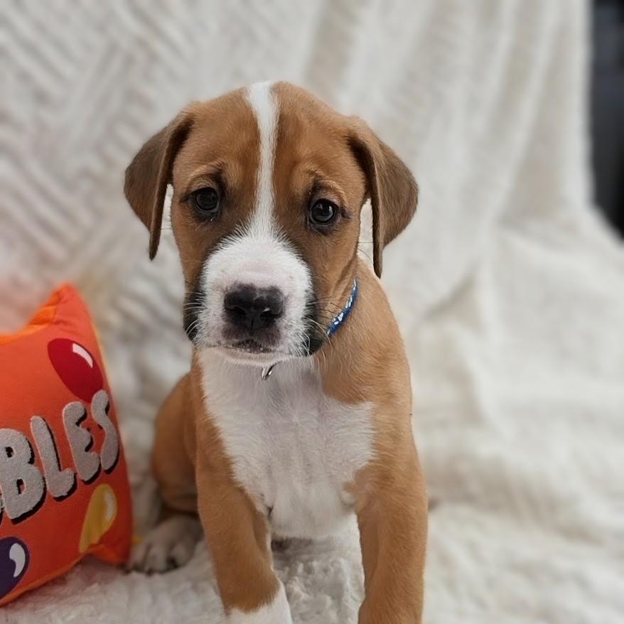 Enlarge Koda, a Adoptable mixed breed in Syracuse, NY image 1/5