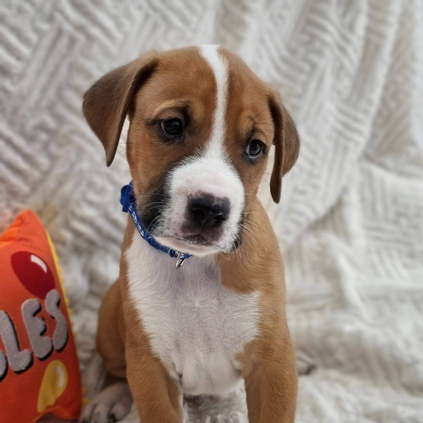 Enlarge Koda, a Adoptable mixed breed in Syracuse, NY image 2/5