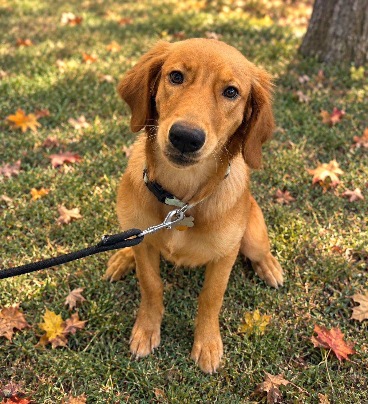 Enlarge Oscar, a Adoptable Golden Retriever in New Canaan, CT image 2/3