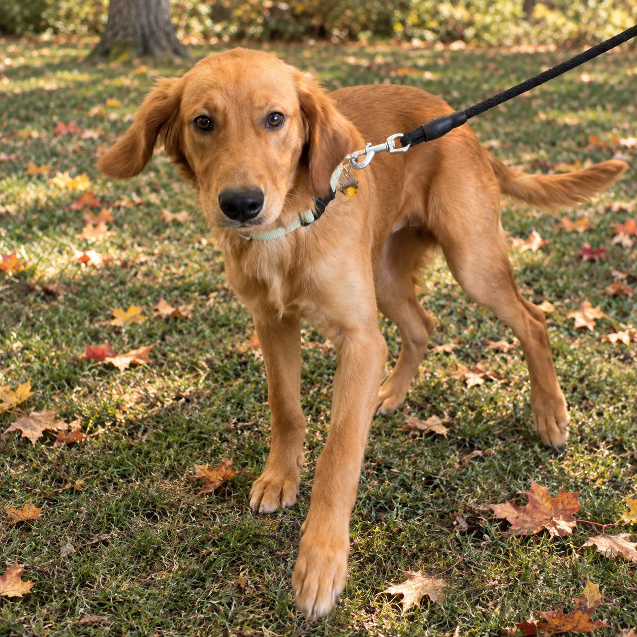 Enlarge Oscar, a Adoptable Golden Retriever in New Canaan, CT image 3/3