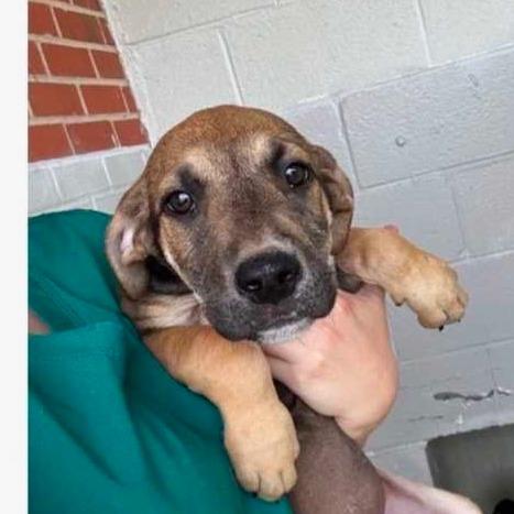 Bowie, Adoptable, Puppy Female Great Dane.