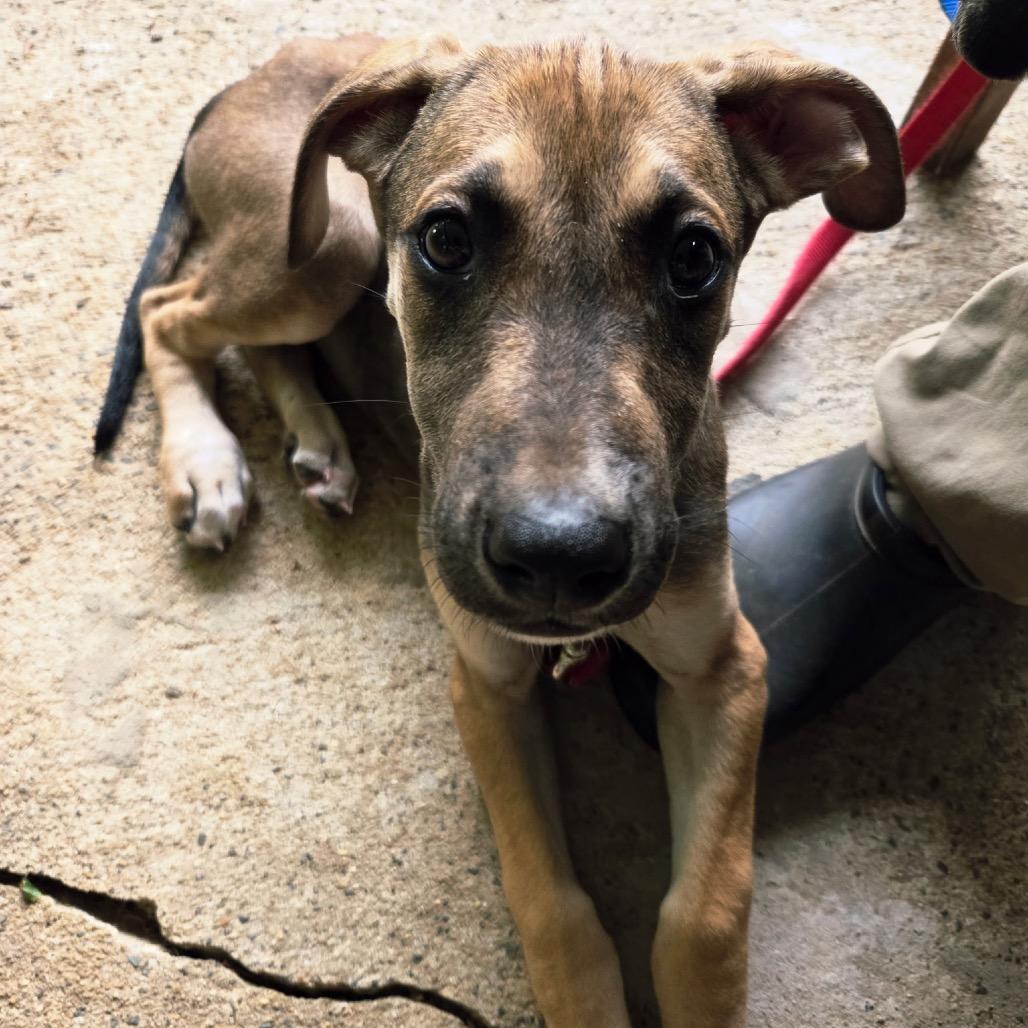 Bowie, a Adoptable Great Dane in Raleigh, NC image 2/6