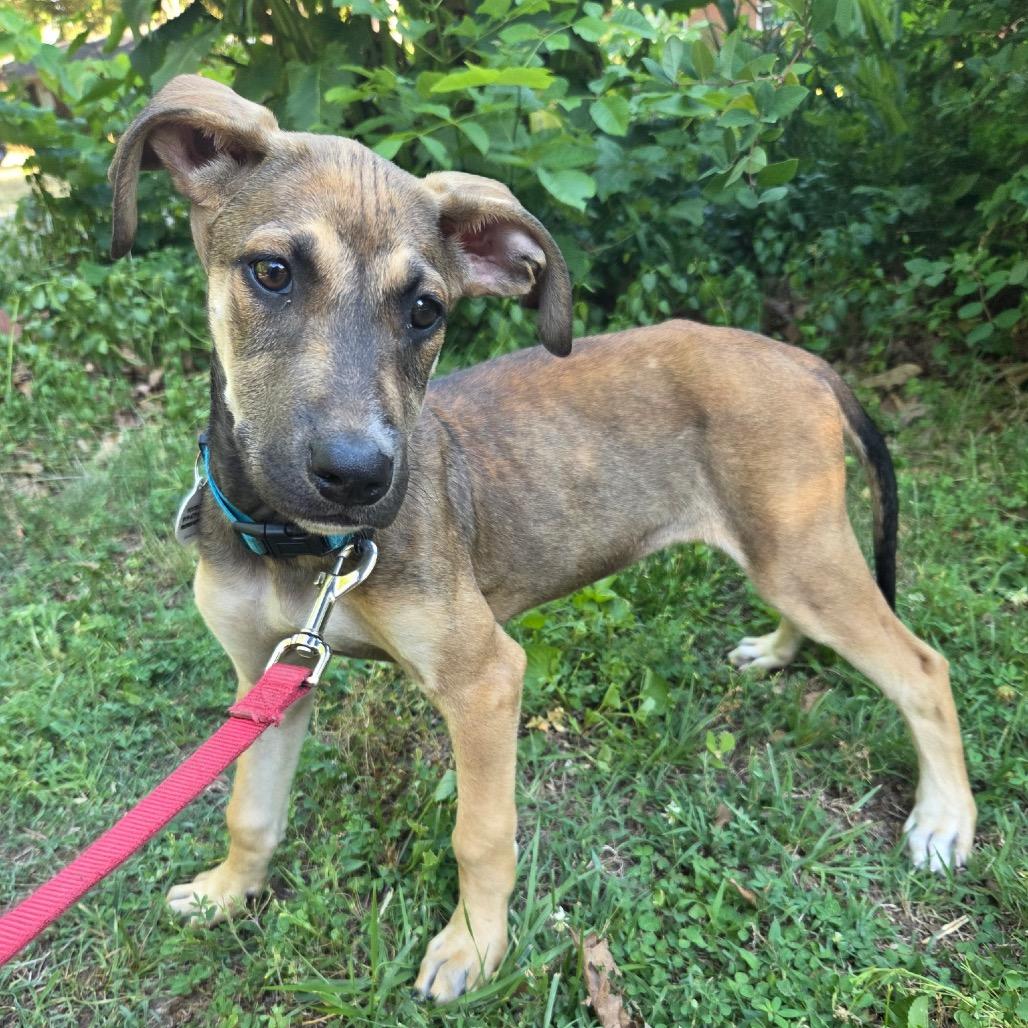 Bowie, a Adoptable Great Dane in Raleigh, NC image 3/6