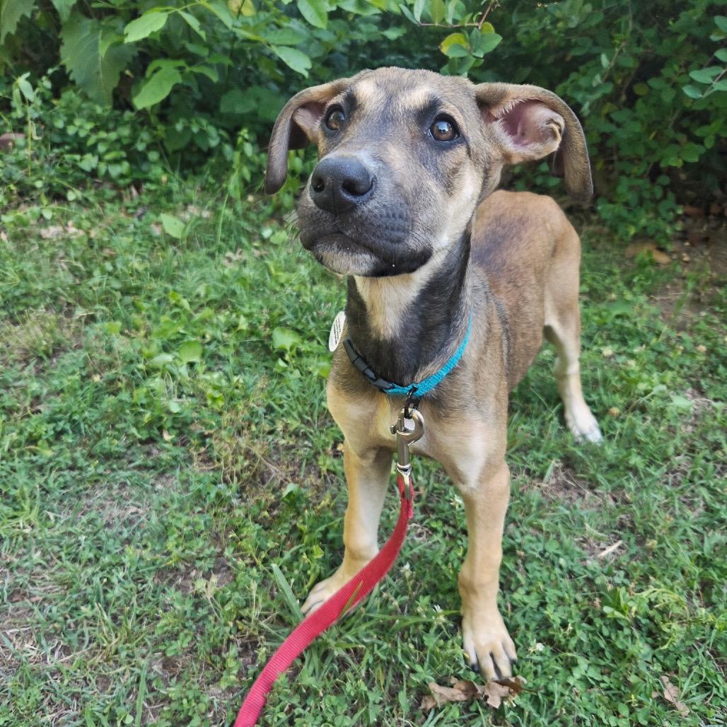 Bowie, a Adoptable Great Dane in Raleigh, NC image 4/6