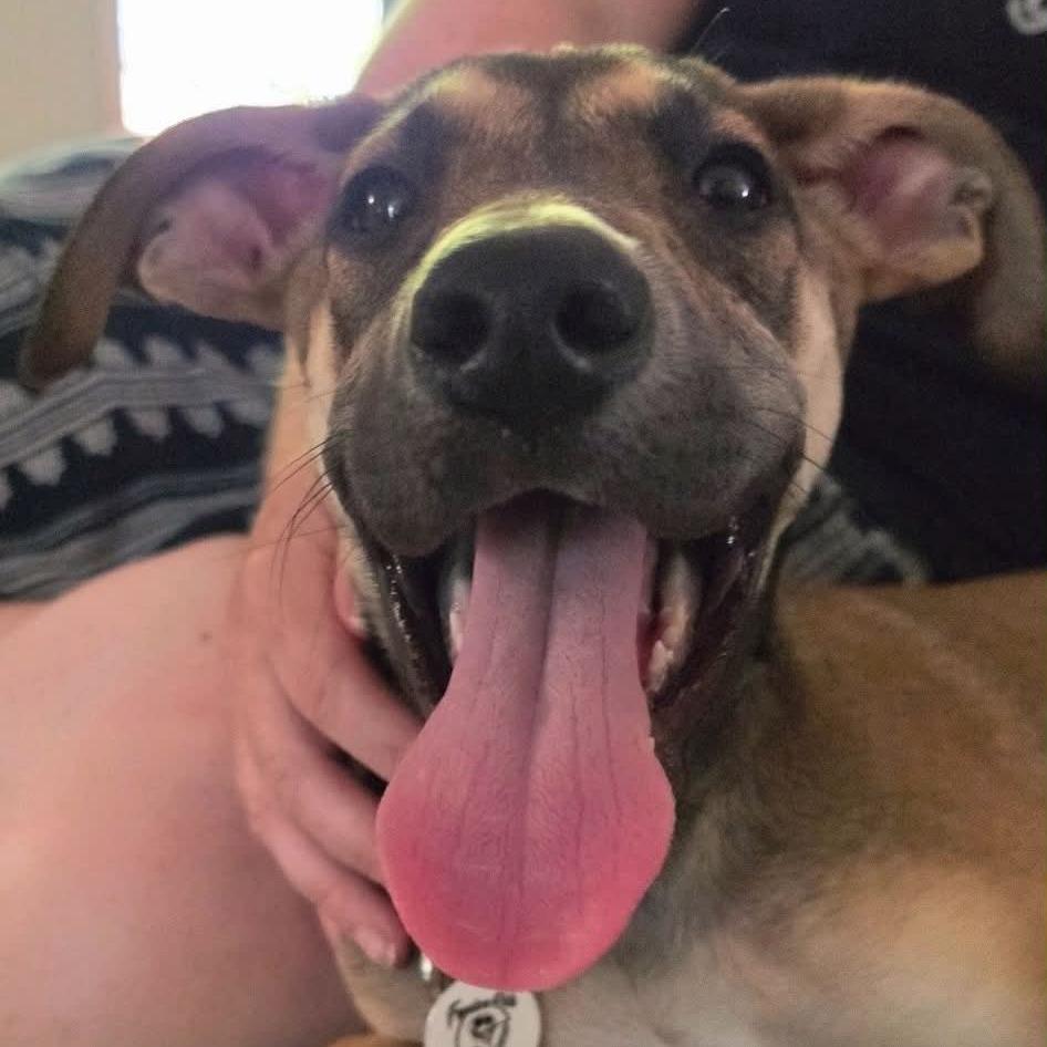 Bowie, a Adoptable Great Dane in Raleigh, NC image 5/6