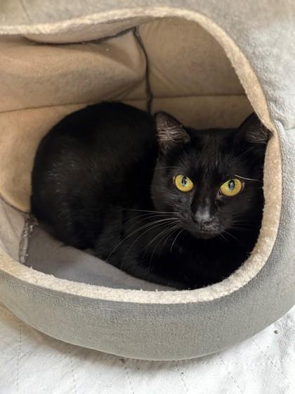 Enlarge Merlot, a Adoptable Domestic Short Hair in Hastings, MN image 2/2