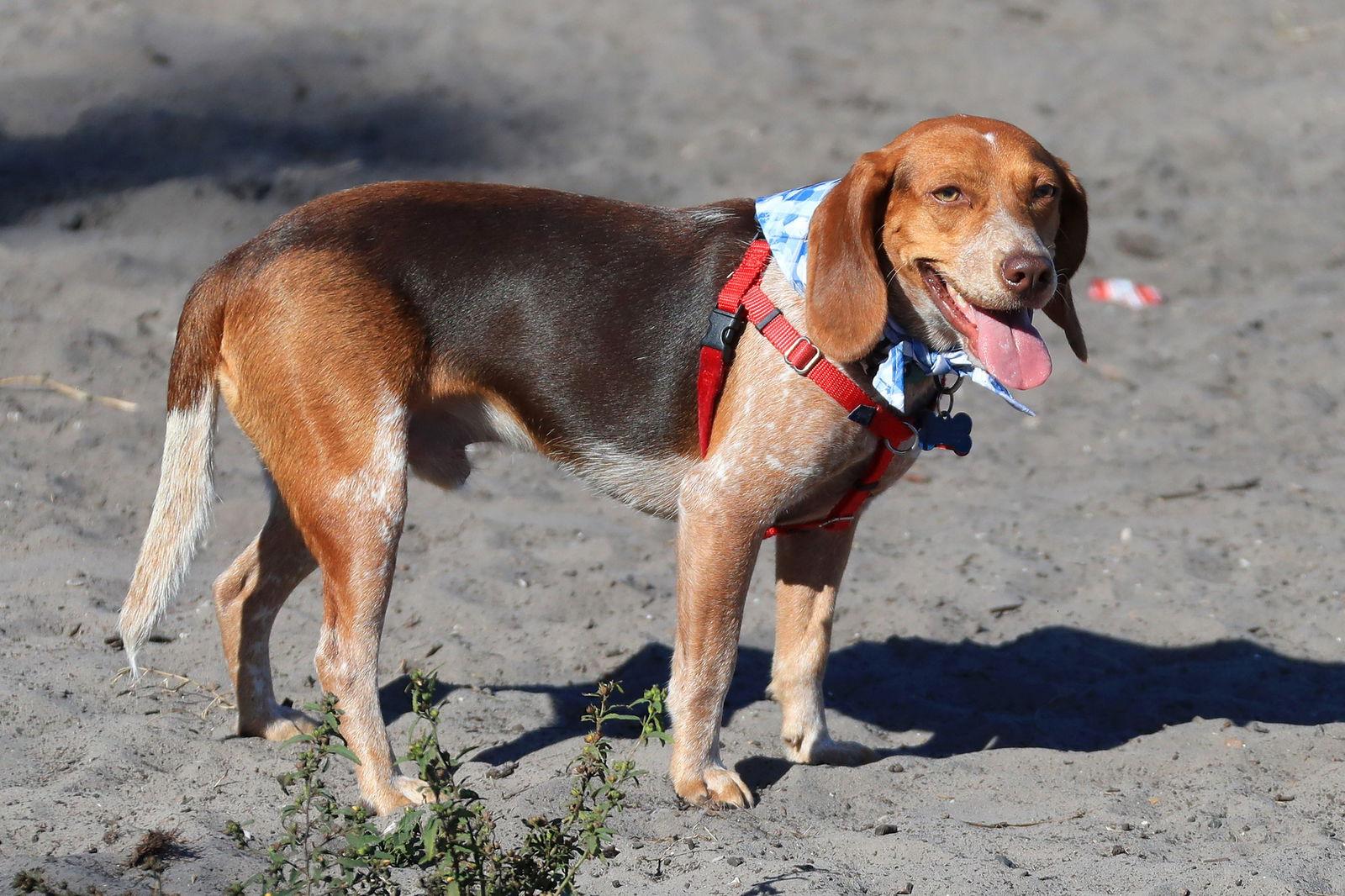Enlarge Baro, a Adoptable Beagle in Tampa, FL image 2/3