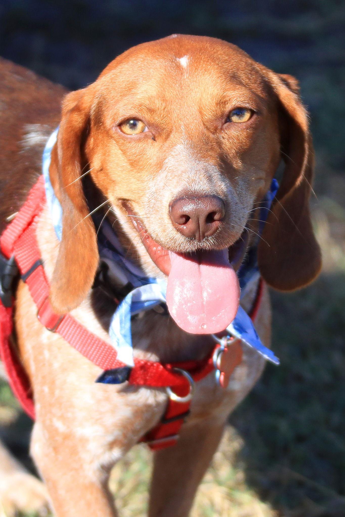 Enlarge Baro, a Adoptable Beagle in Tampa, FL image 3/3