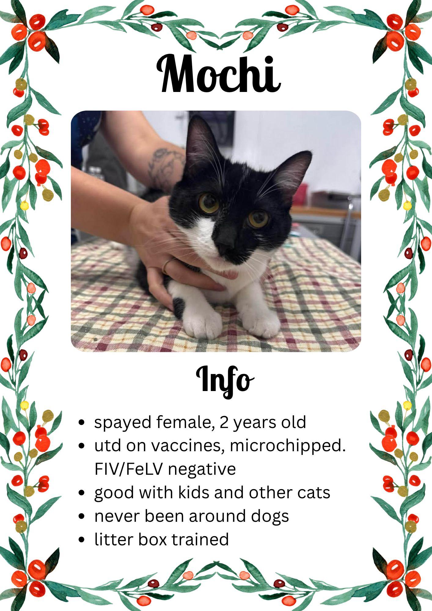 Enlarge Mochi, an adoptable Domestic Short Hair in Greensburg, IN image 1/1