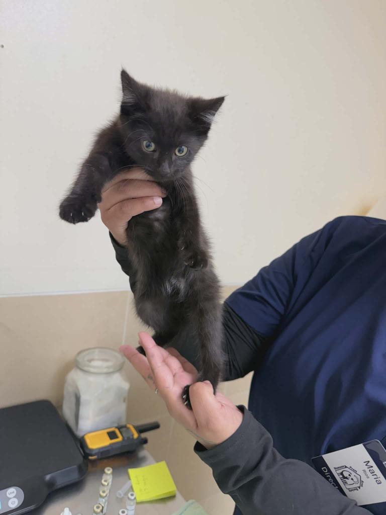 Laryn, Adoptable, Kitten Female Domestic Short Hair.
