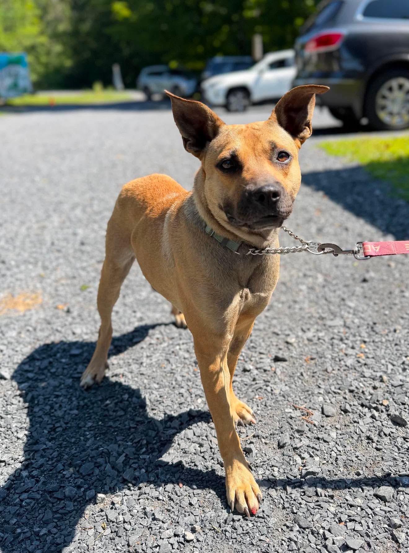 Patience, a Adoptable Mixed Breed in Argyle, NY image 3/5