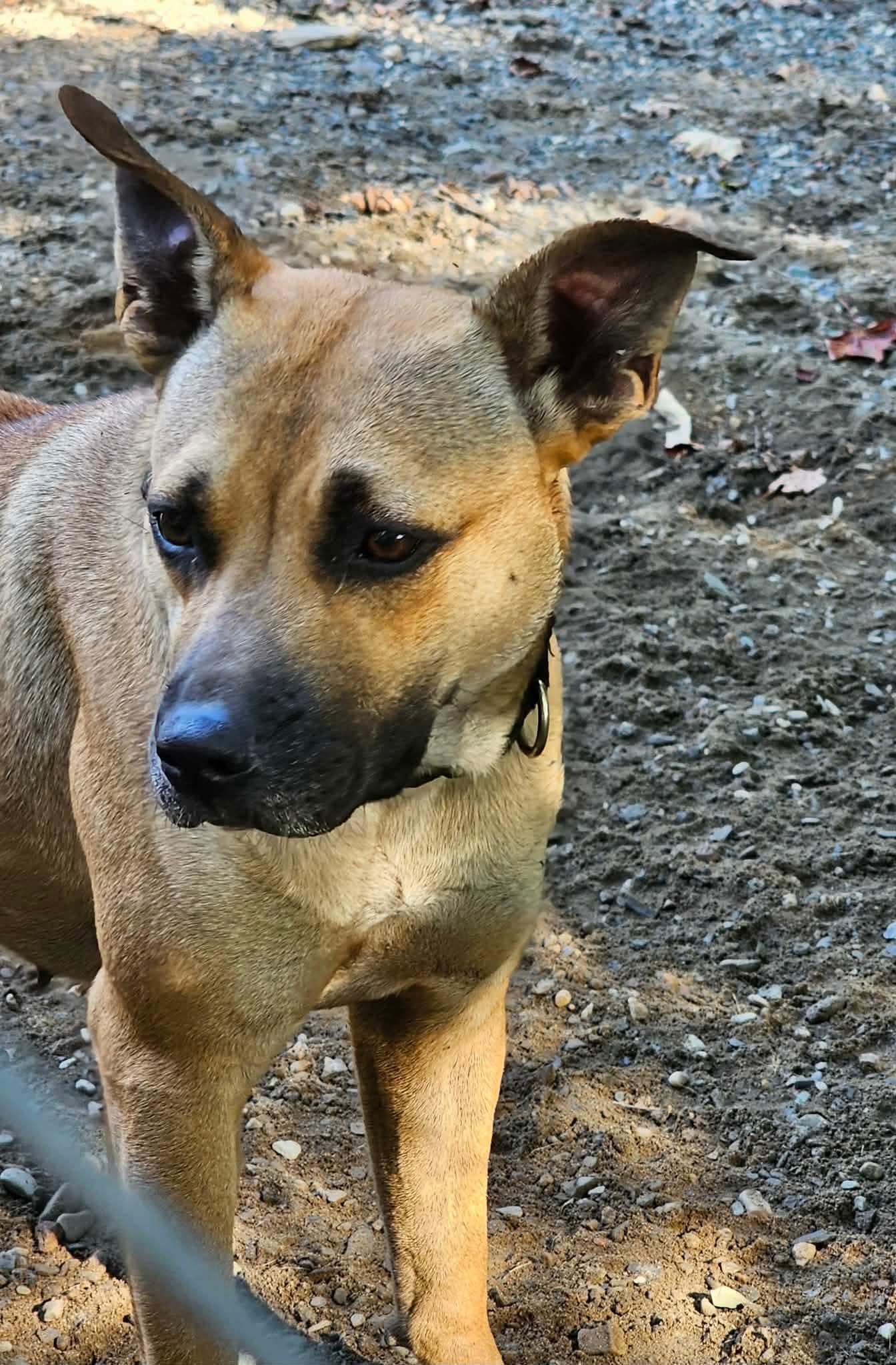 Patience, a Adoptable Mixed Breed in Argyle, NY image 4/5
