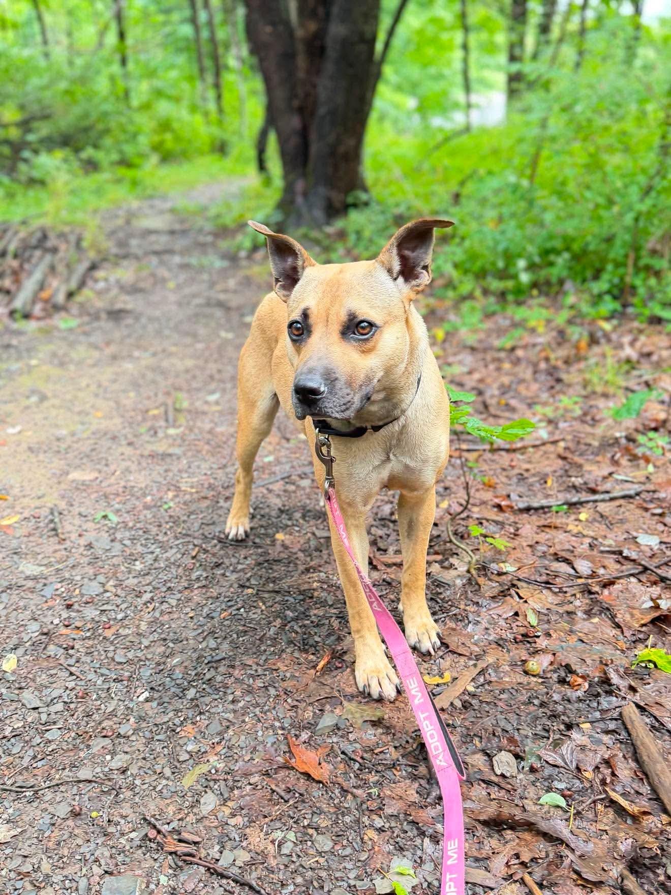 Patience, a Adoptable Mixed Breed in Argyle, NY image 2/5