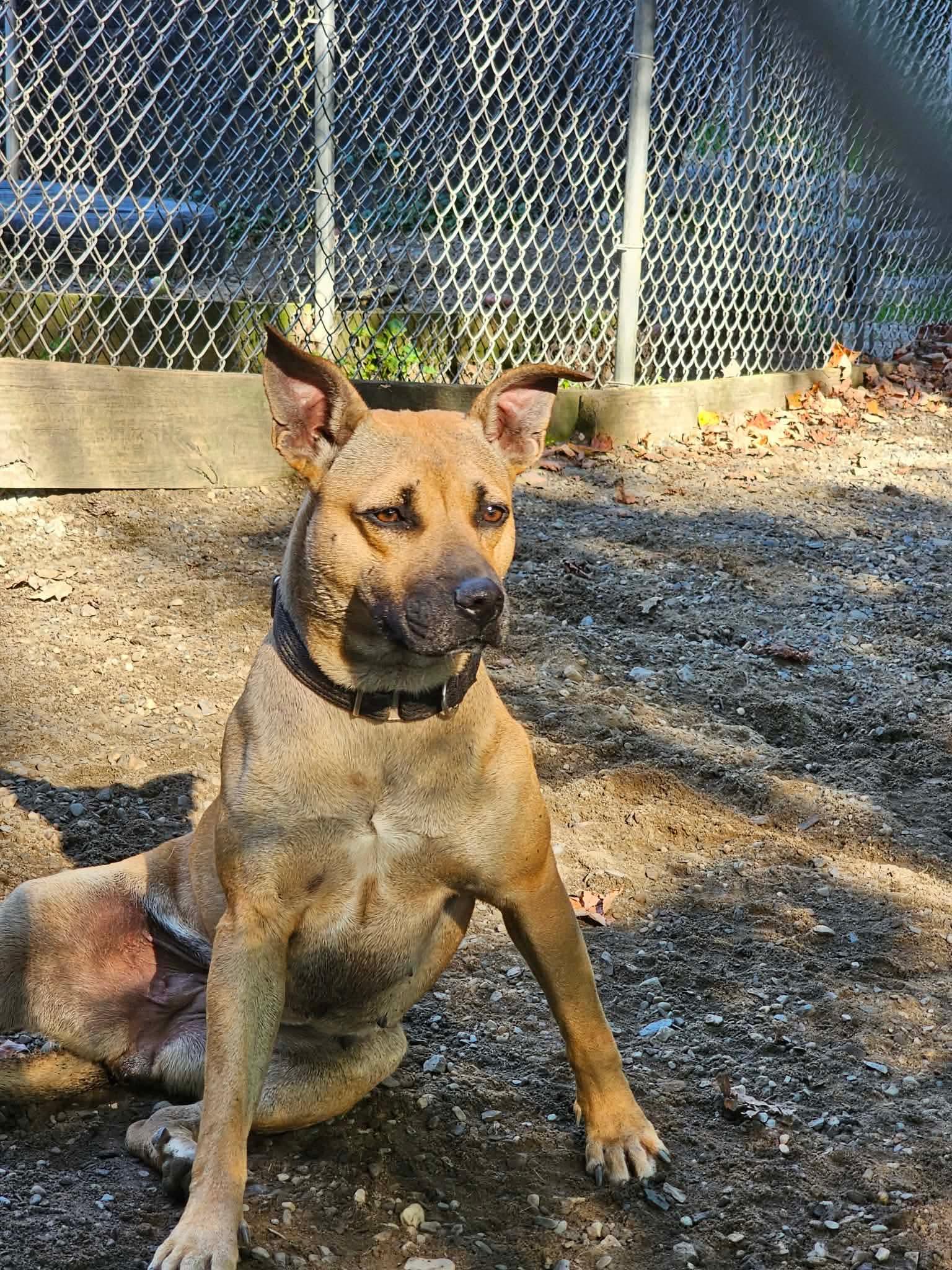 Patience, a Adoptable Mixed Breed in Argyle, NY image 5/5