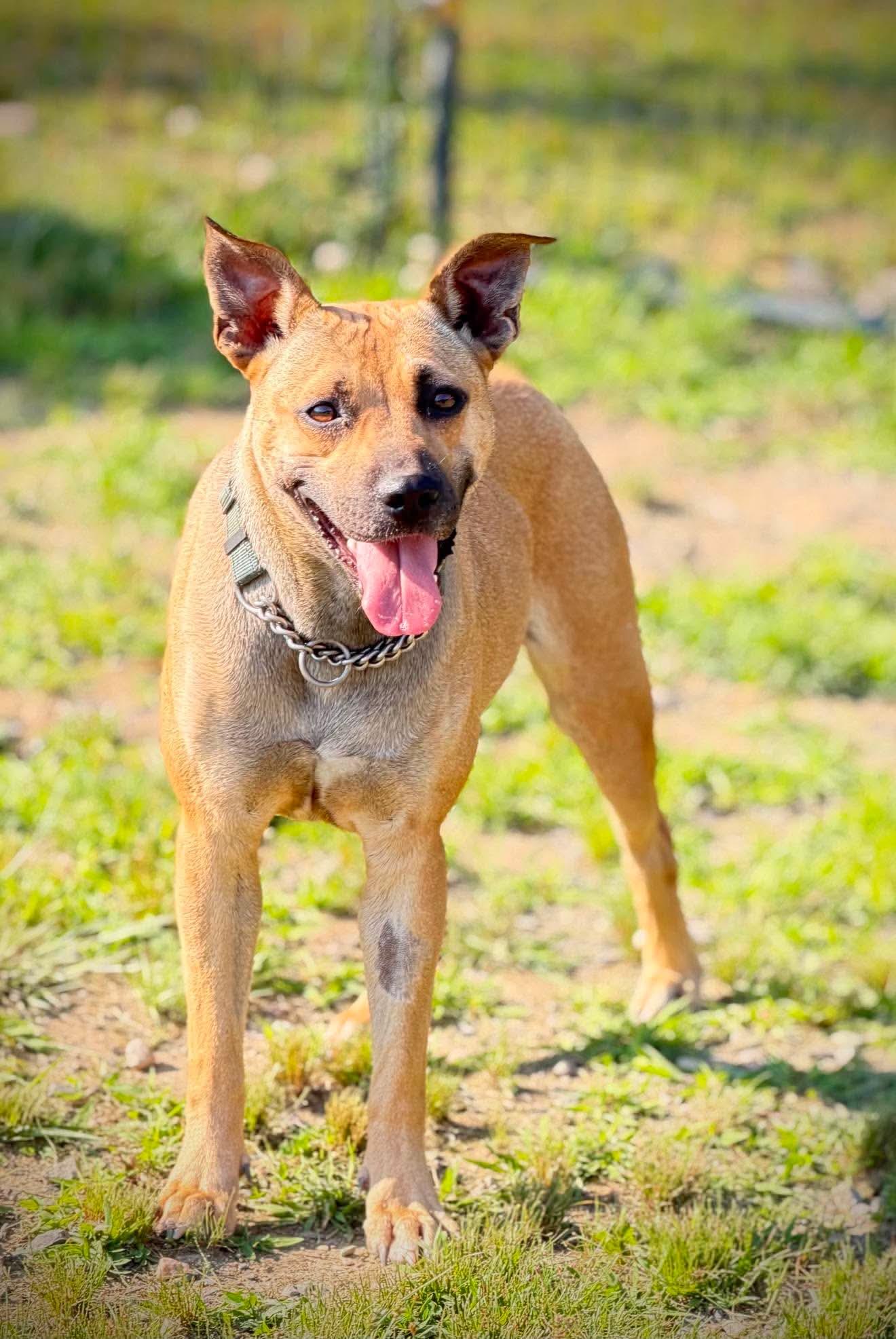 Patience, a Adoptable Mixed Breed in Argyle, NY image 1/5