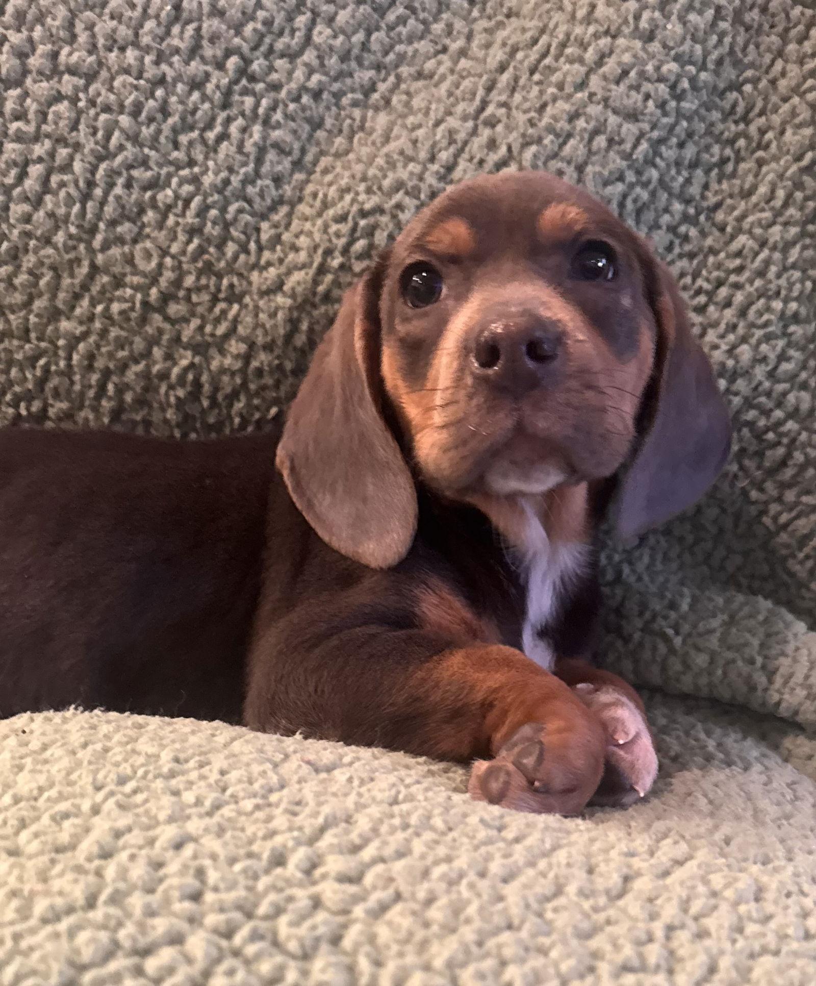 Beatrice, ADOPTABLE, Puppy Female Beagle.