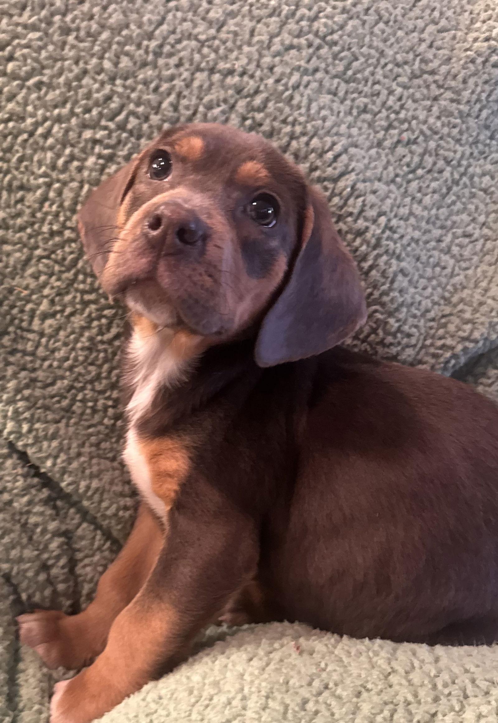 Enlarge Beatrice, a ADOPTABLE mixed breed in Pottstown, PA image 2/4