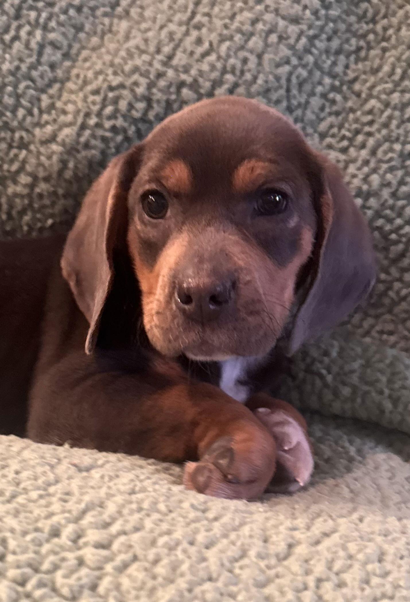 Enlarge Beatrice, a ADOPTABLE mixed breed in Pottstown, PA image 4/4