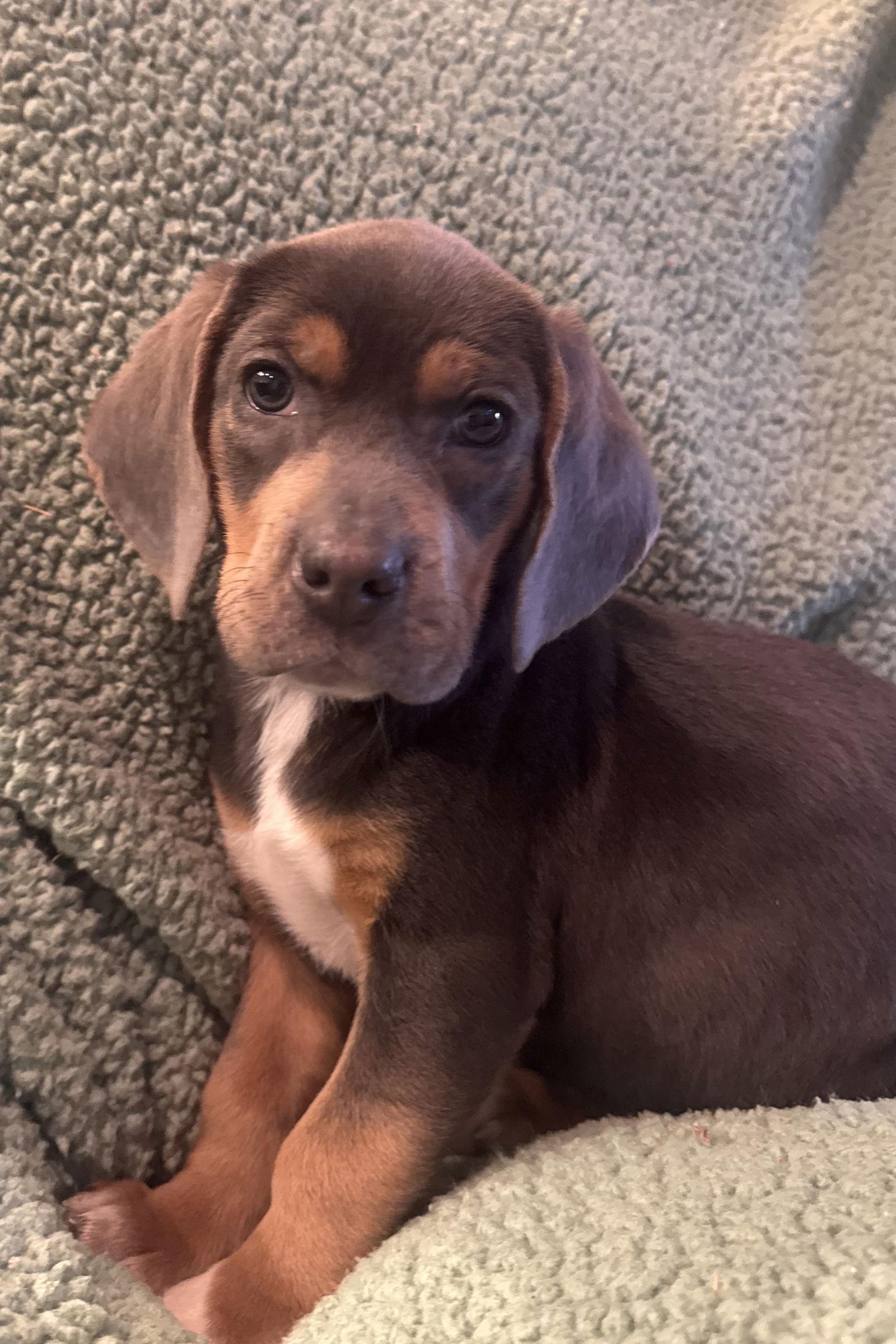 Enlarge Beatrice, a ADOPTABLE mixed breed in Pottstown, PA image 3/4