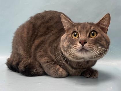Bear, Adoptable, Adult Male Domestic Short Hair & Domestic Short Hair.