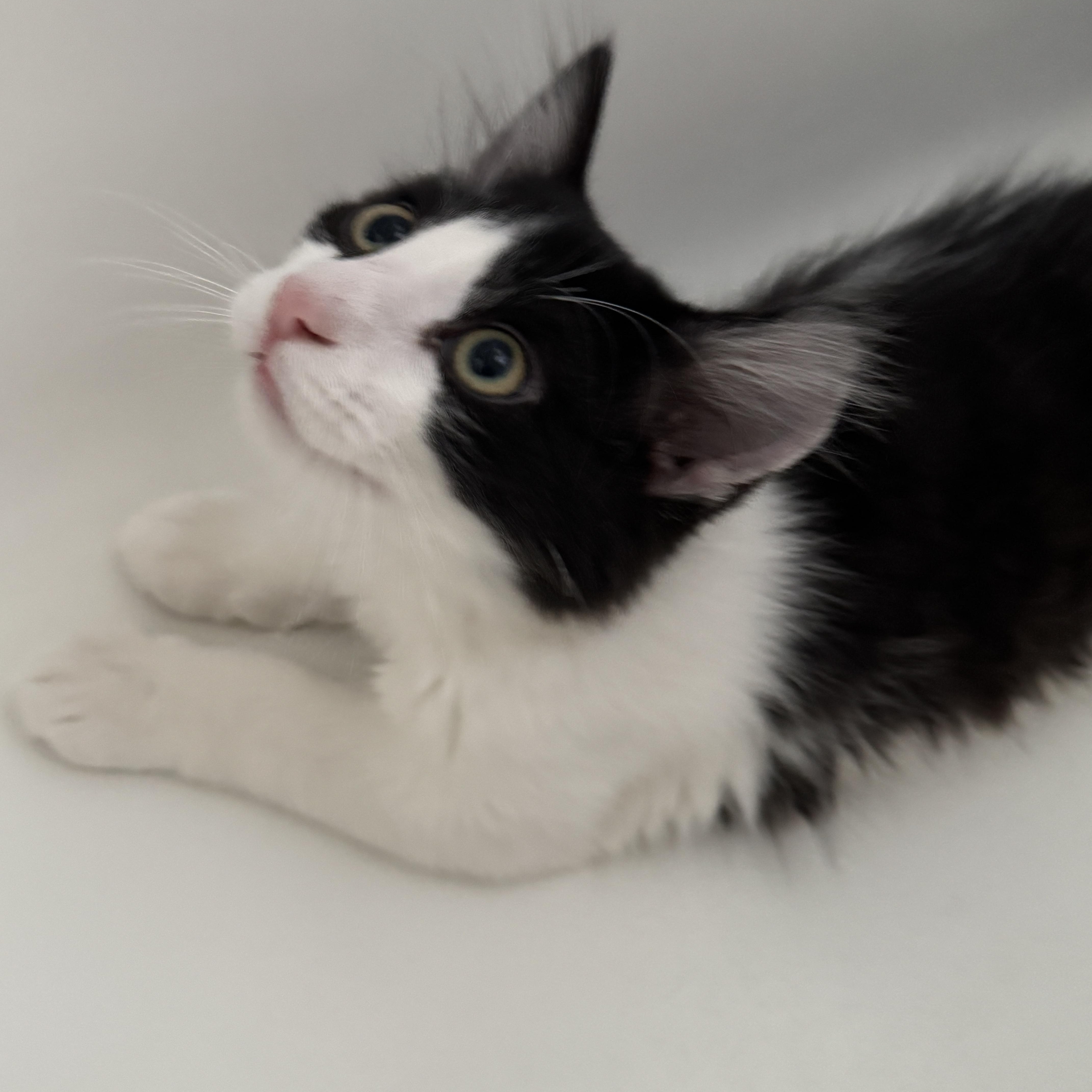 Patch, an adoptable Tuxedo in Aurora, CO, 80014 | Photo Image 1