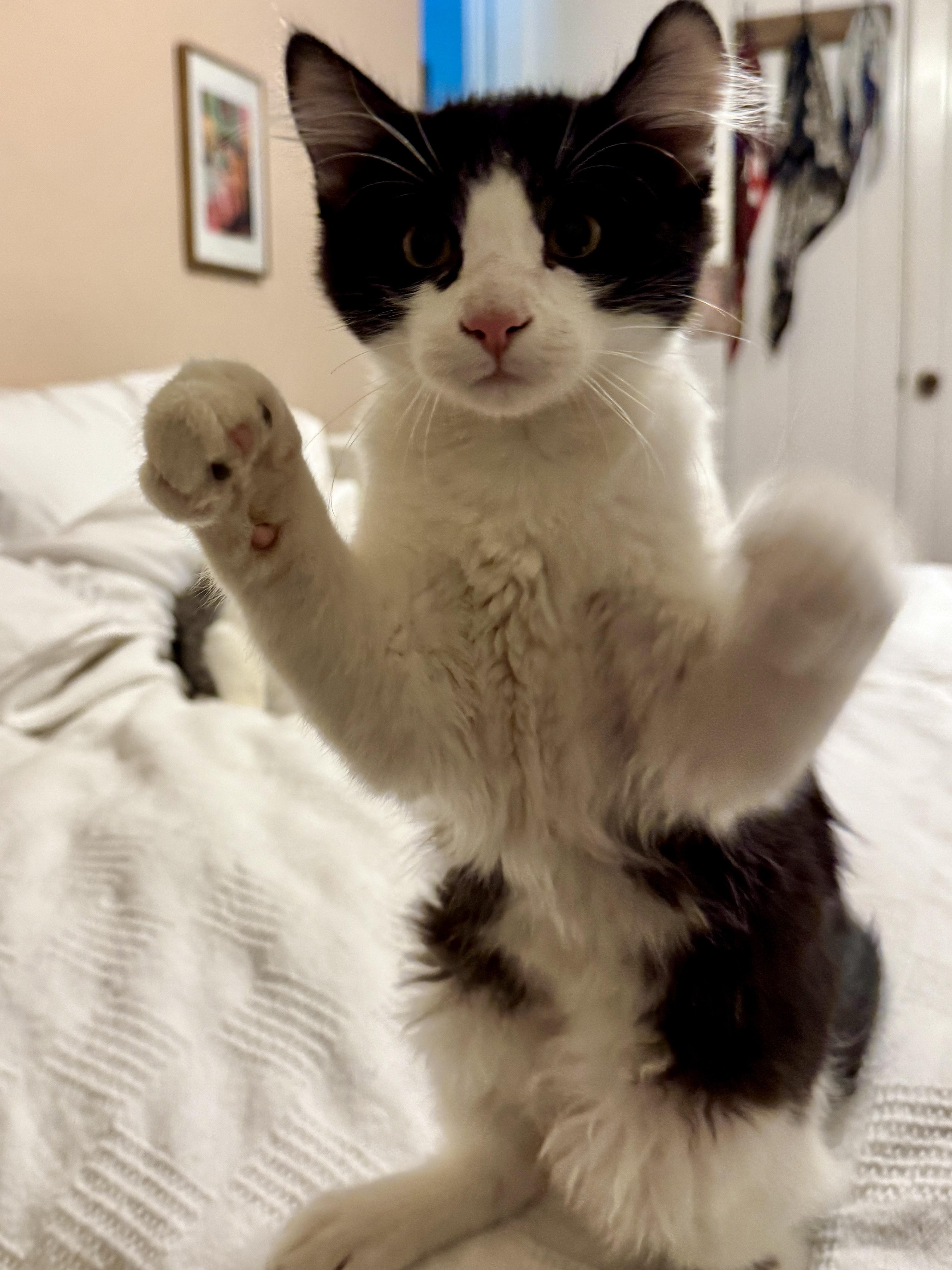 Patch, an adoptable Tuxedo in Aurora, CO, 80014 | Photo Image 5