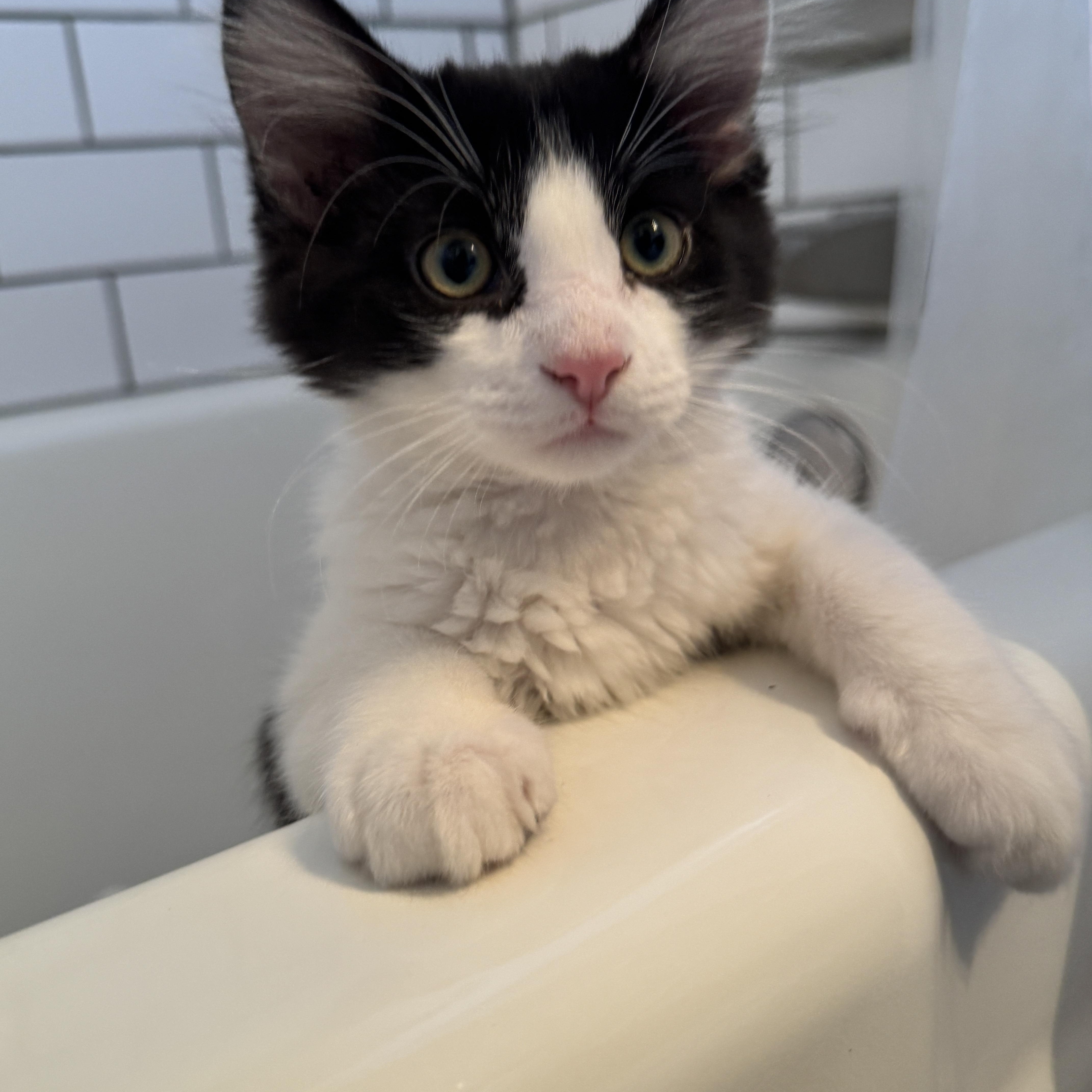Patch, an adoptable Tuxedo in Aurora, CO, 80014 | Photo Image 3