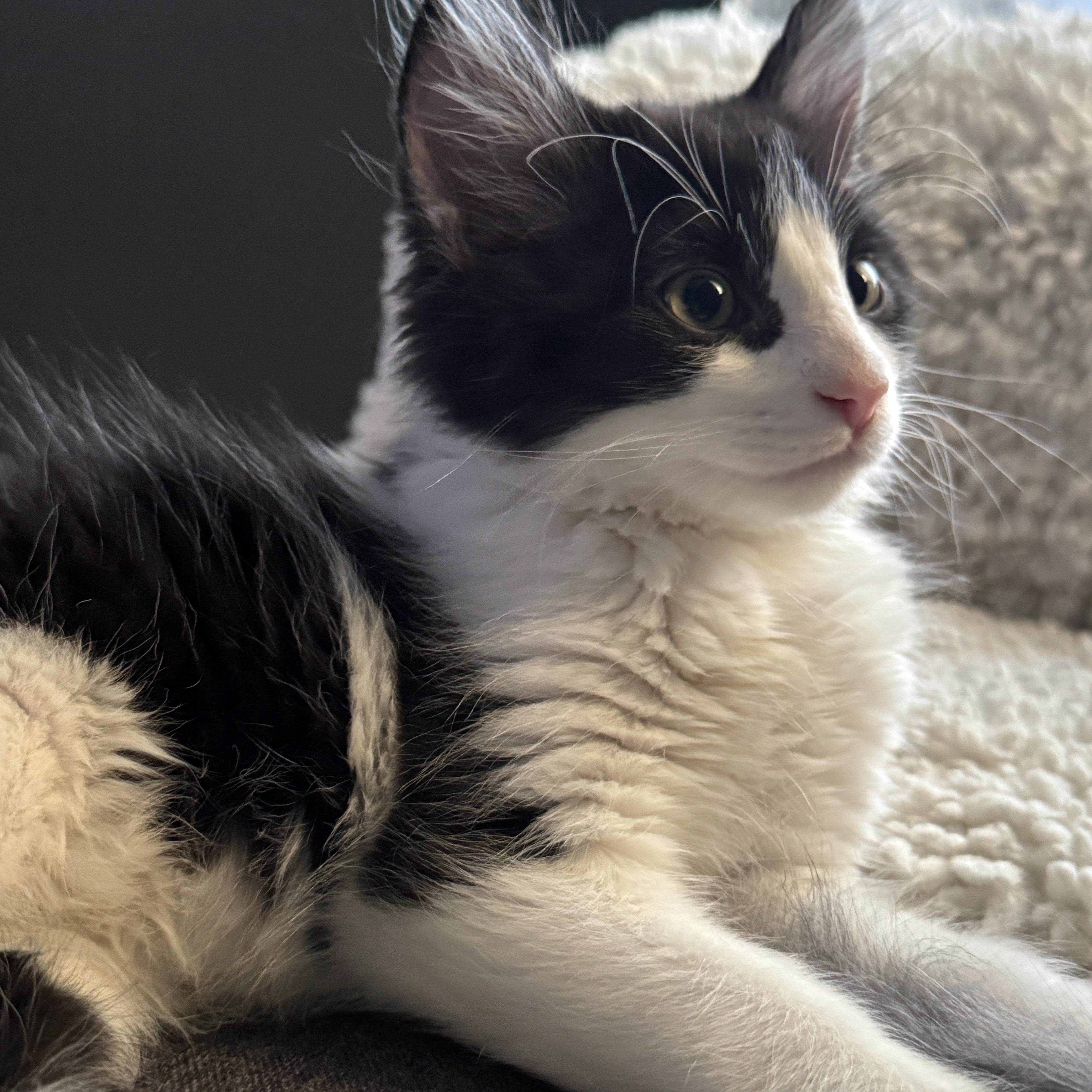 Patch, an adoptable Tuxedo in Aurora, CO, 80014 | Photo Image 4