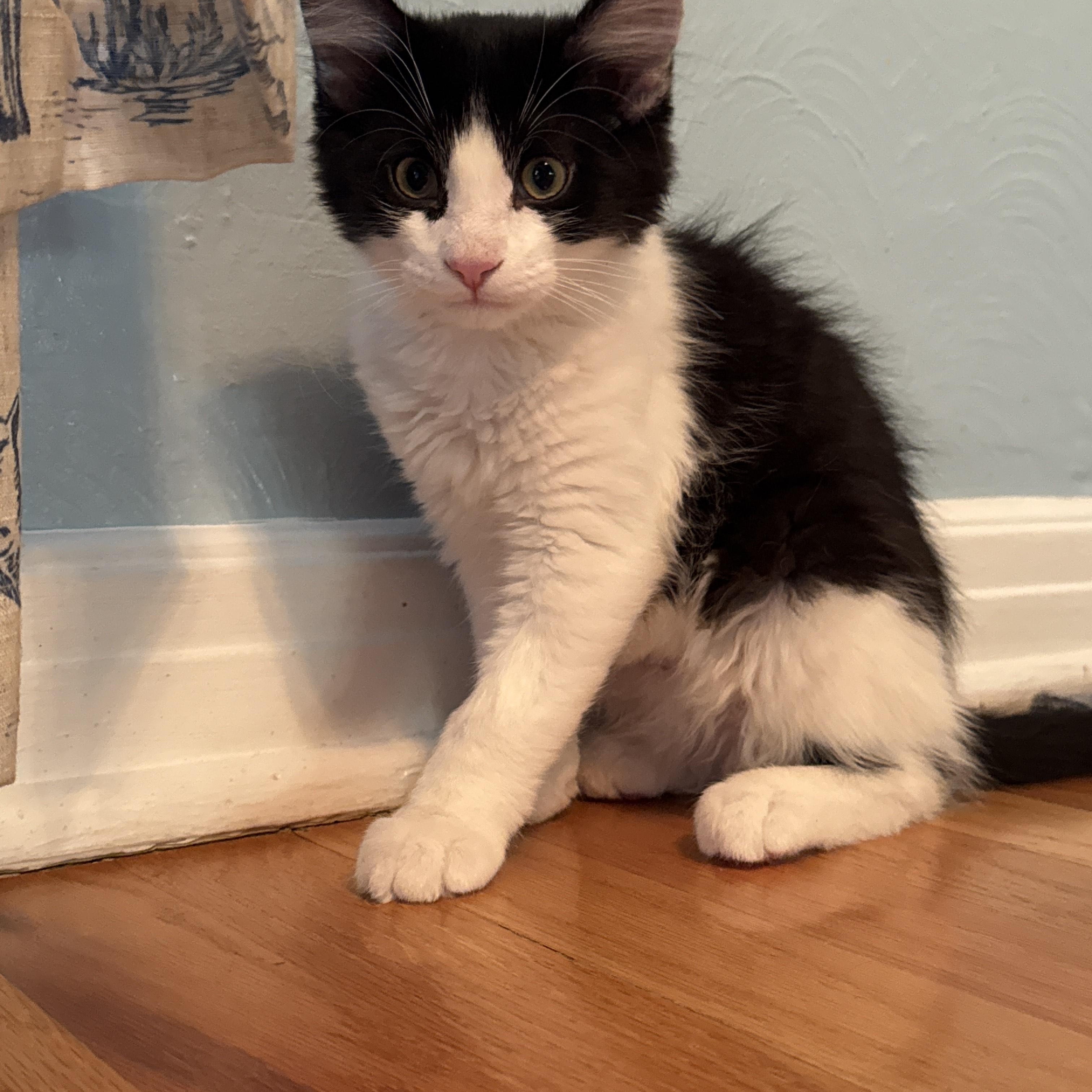 Patch, an adoptable Tuxedo in Aurora, CO, 80014 | Photo Image 2