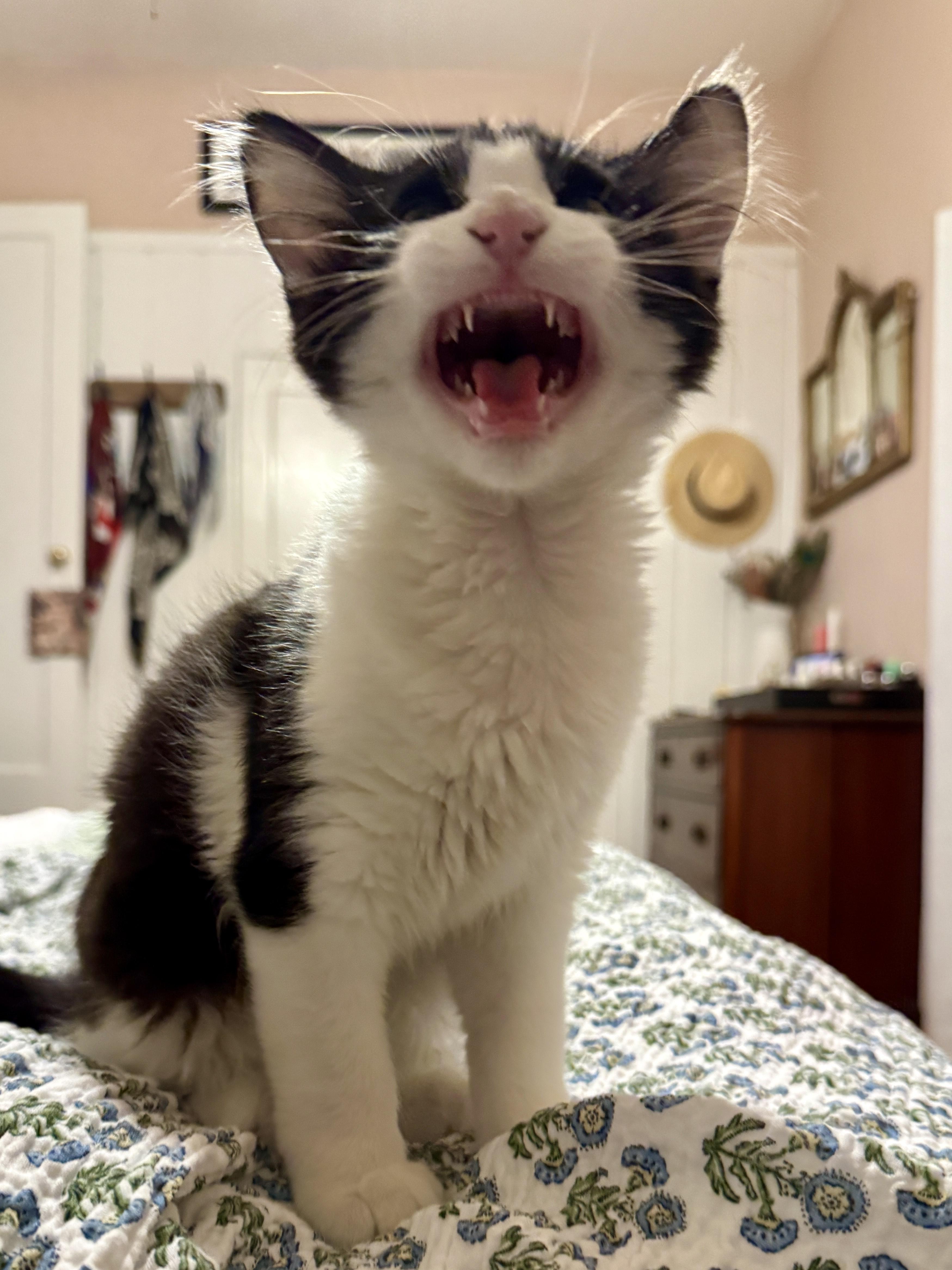 Patch, an adoptable Tuxedo in Aurora, CO, 80014 | Photo Image 6