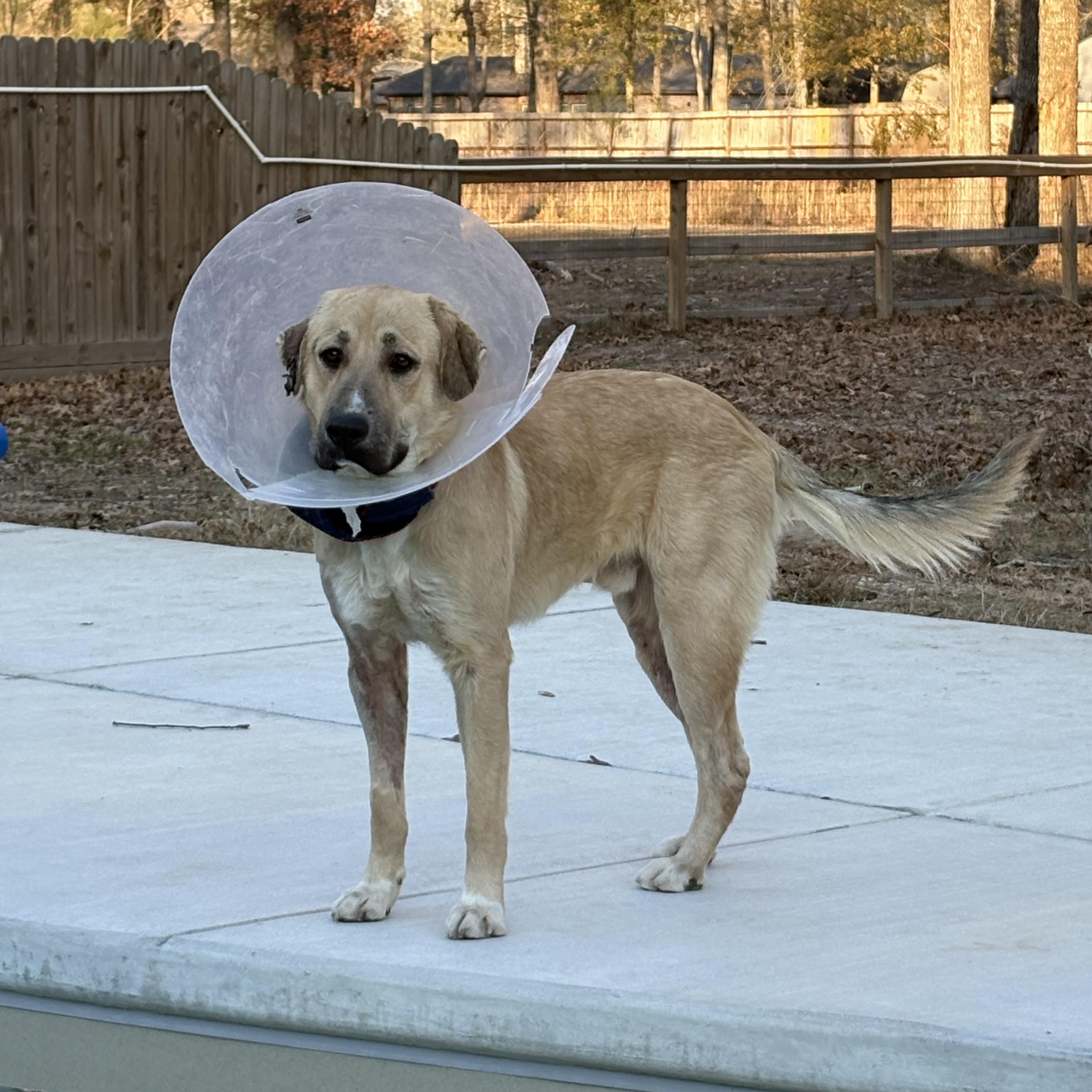 Barron — thumbnail 3