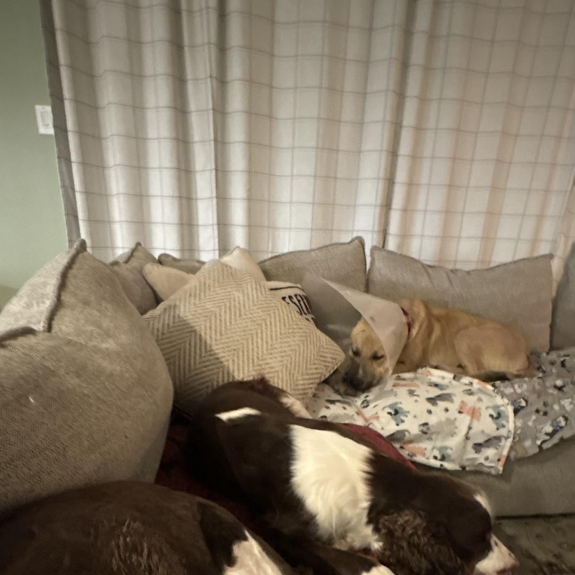 Barron — thumbnail 6