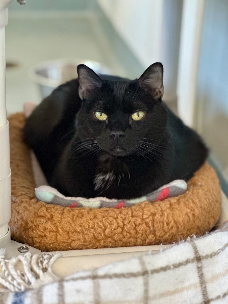 Enlarge Willow, a Adoptable mixed breed in Cumberland, ME image 1/6