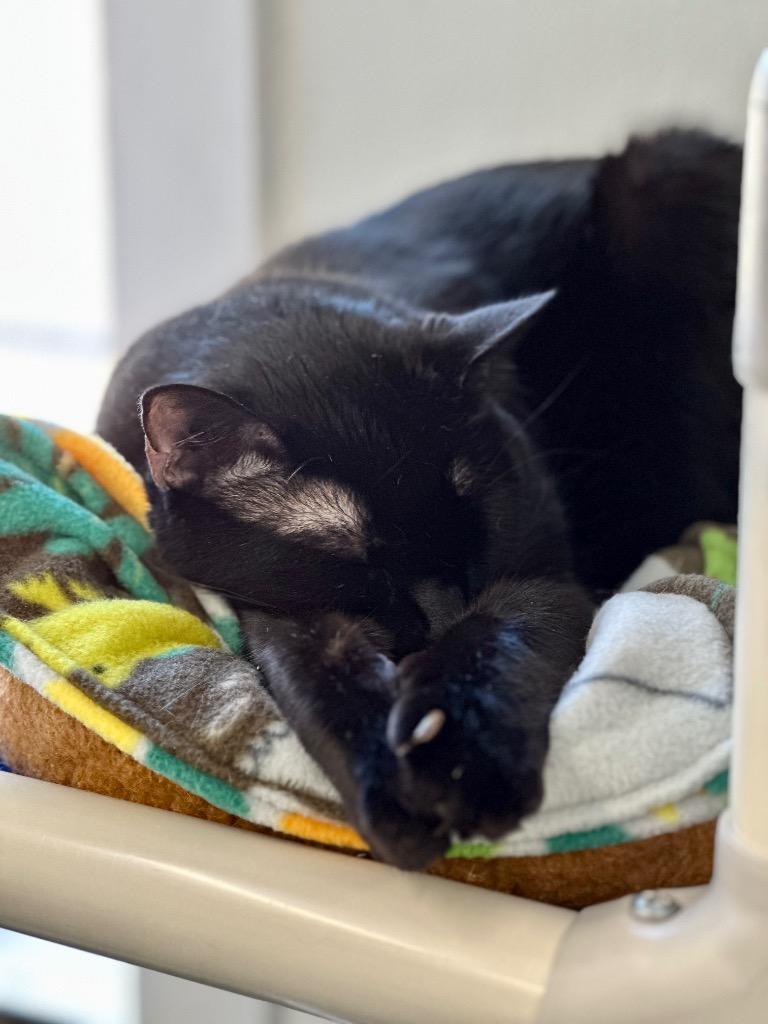 Enlarge Willow, a Adoptable mixed breed in Cumberland, ME image 2/6