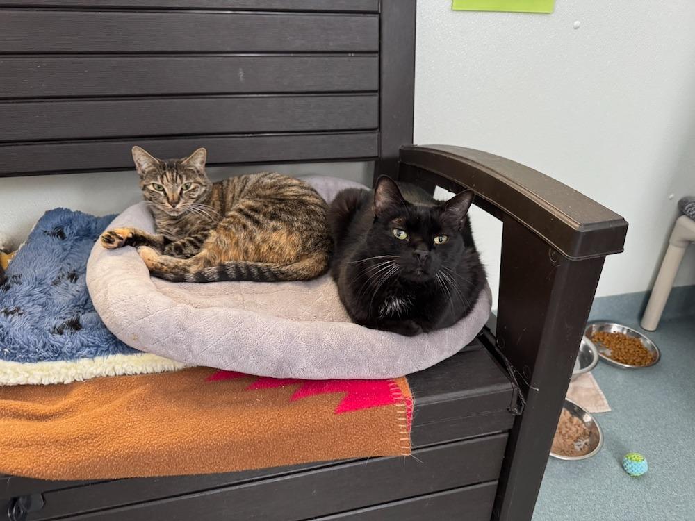 Enlarge Willow, a Adoptable mixed breed in Cumberland, ME image 3/6