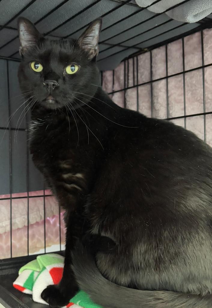 Enlarge Willow, a Adoptable mixed breed in Cumberland, ME image 4/6