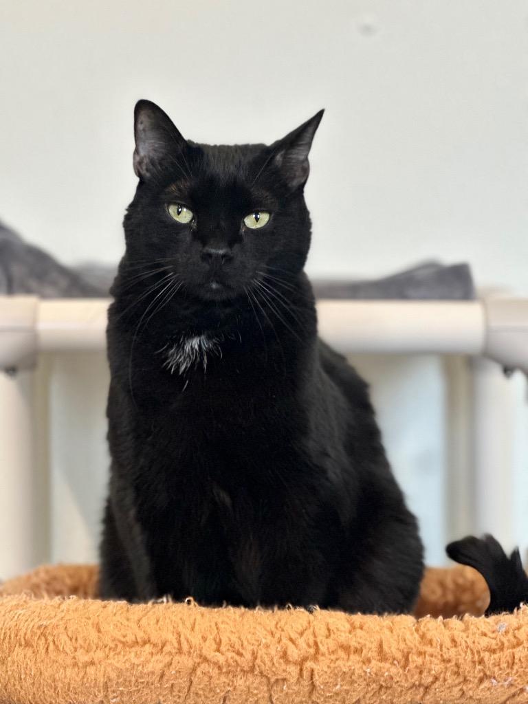 Enlarge Willow, a Adoptable mixed breed in Cumberland, ME image 5/6