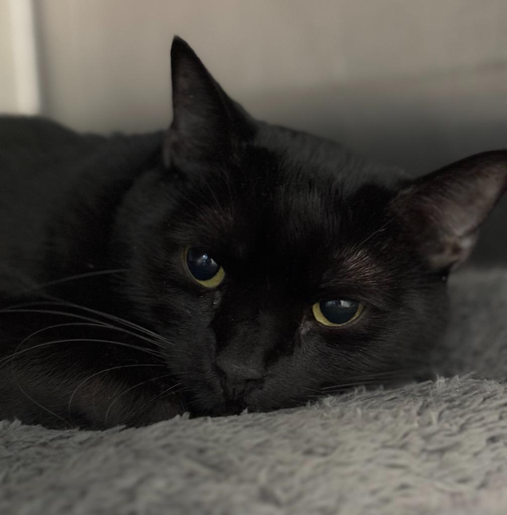 Enlarge Willow, a Adoptable mixed breed in Cumberland, ME image 6/6