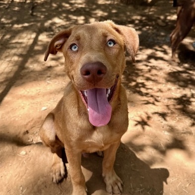 Enlarge Frasier, a Adoptable mixed breed in Seguin, TX image 2/4