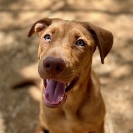Enlarge Frasier, a Adoptable mixed breed in Seguin, TX image 1/4