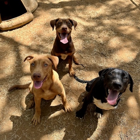 Enlarge Frasier, a Adoptable mixed breed in Seguin, TX image 4/4