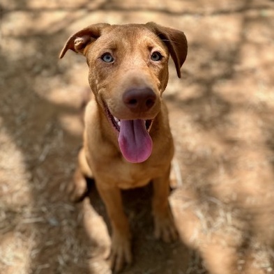 Enlarge Frasier, a Adoptable mixed breed in Seguin, TX image 3/4