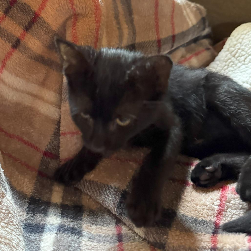 1283 Binx, a Adoptable Domestic Short Hair in Abbeville, SC image 1/2