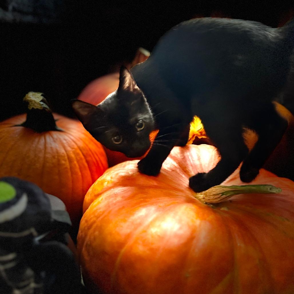 1283 Binx, a Adoptable Domestic Short Hair in Abbeville, SC image 2/2