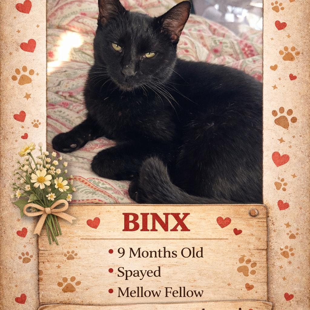 Enlarge 1283 Binx, a Adoptable Domestic Short Hair in Abbeville, SC image 3/3