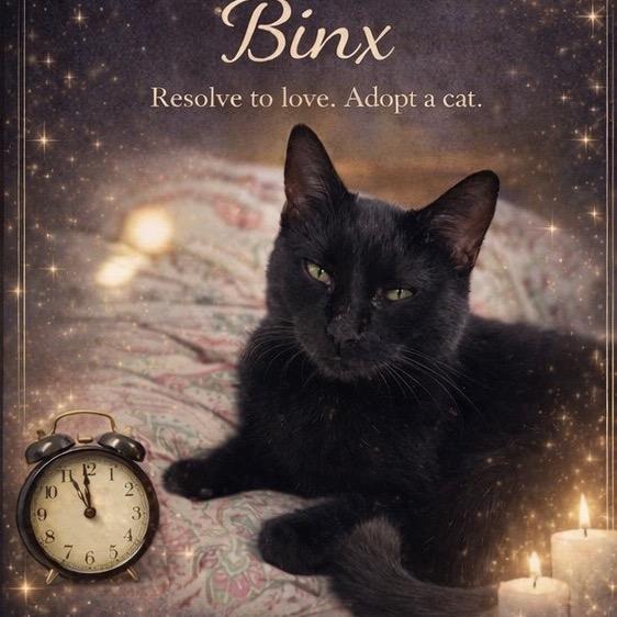 Enlarge 1283 Binx, a Adoptable Domestic Short Hair in Abbeville, SC image 3/3