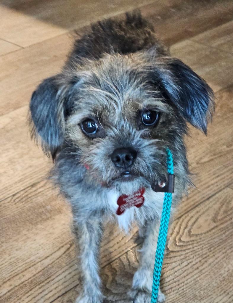 Enlarge 24Yves St Laurent/Sassy, a Adoptable mixed breed in Shingle Springs, CA image 3/4