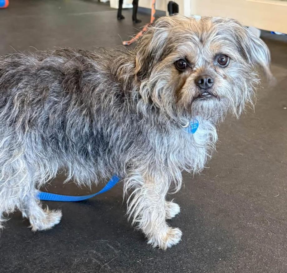 Enlarge 24Yves St Laurent/Sassy, a Adoptable mixed breed in Shingle Springs, CA image 4/4