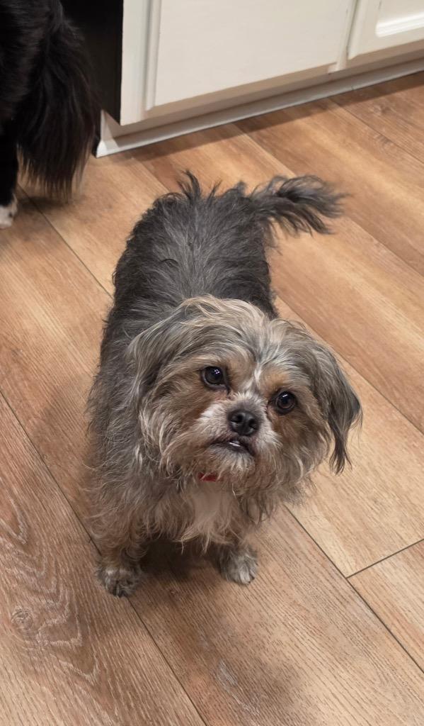 Enlarge 24Yves St Laurent/Sassy, a Adoptable mixed breed in Shingle Springs, CA image 1/4