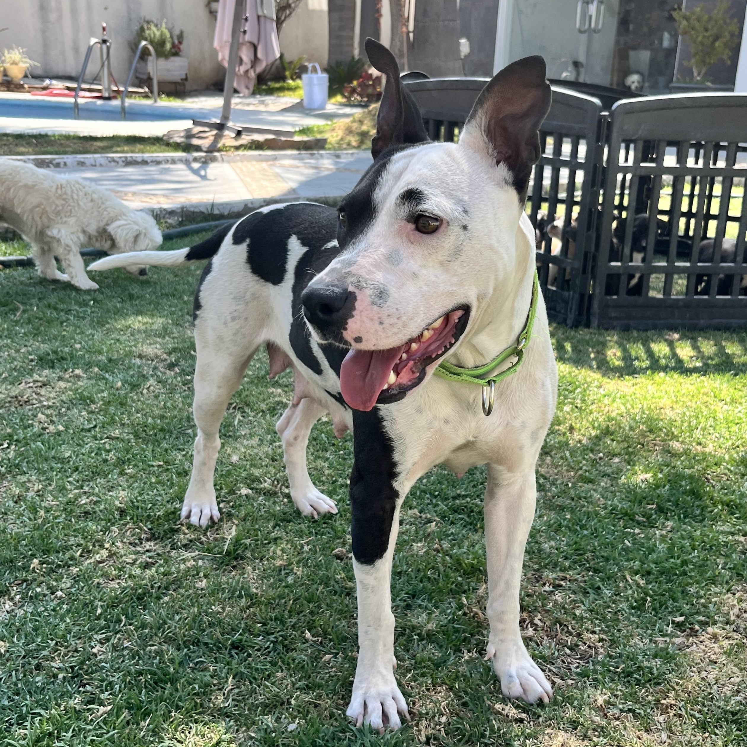 Enlarge Darla, a ADOPTABLE mixed breed in Manvel, TX image 1/6